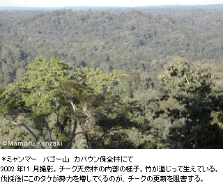 ＊ミャンマー　バゴー山　カバウン保全林にて2002 年11 月撮影。チーク天然林の内部の様子。竹が混じって生えている。伐採後にこのタケが勢力を増してくるのが、チークの更新を阻害する。
