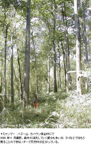 ミャンマー　バゴー山　カバウン保全林にて2002 年11 月撮影。森林の消失していく部分も多いが、タイなどではもう見ることのできないチーク天然林が広がっている。